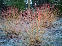 Cornouiller Winter Beaty 